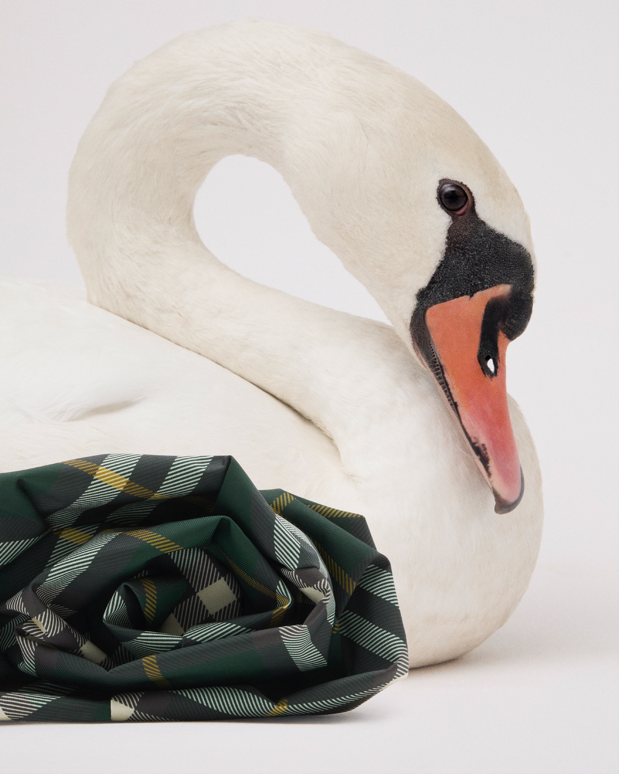 Burberry Spring 'Birds' Social Pickup, photographed by Anne-Marie Kuss, art direction by Harry Doncaster